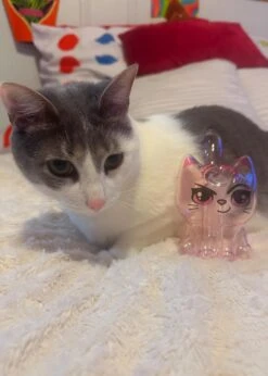 CANNACAT BUBBLER(Cannacat Bubbler) -Canna Style Shop IMG 4127