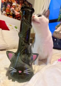 CAT BONG(Cat Ears Bong) -Canna Style Shop IMG 4144