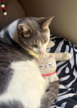 CANNACAT BUBBLER(Cannacat Bubbler) -Canna Style Shop IMG 4178