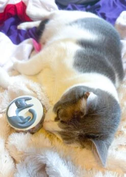 COZY CAT GRINDER(Cat Grinder) -Canna Style Shop IMG 4472