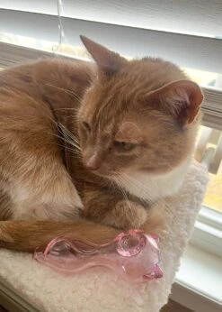 CAT EARS PIPE(Cat Ears Pipe) 9 CAT EARS PIPE(Cat Ears Pipe) -Canna Style Shop IMG 8597 2